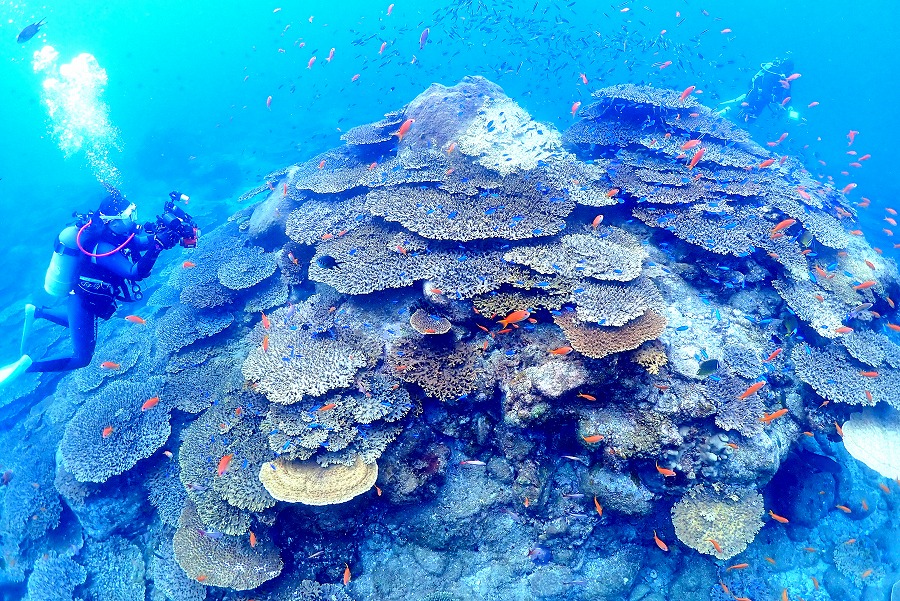 ブルーの海と珊瑚礁～そしてサンゴの産卵は見れたのか？