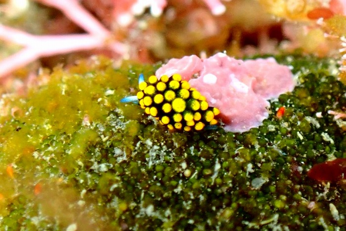 徳島県・日和佐ツアー【祝１００Dives～ウミウシ天国♪】 | 岡山のダイビングスクール | Oceany-オーシャニー-