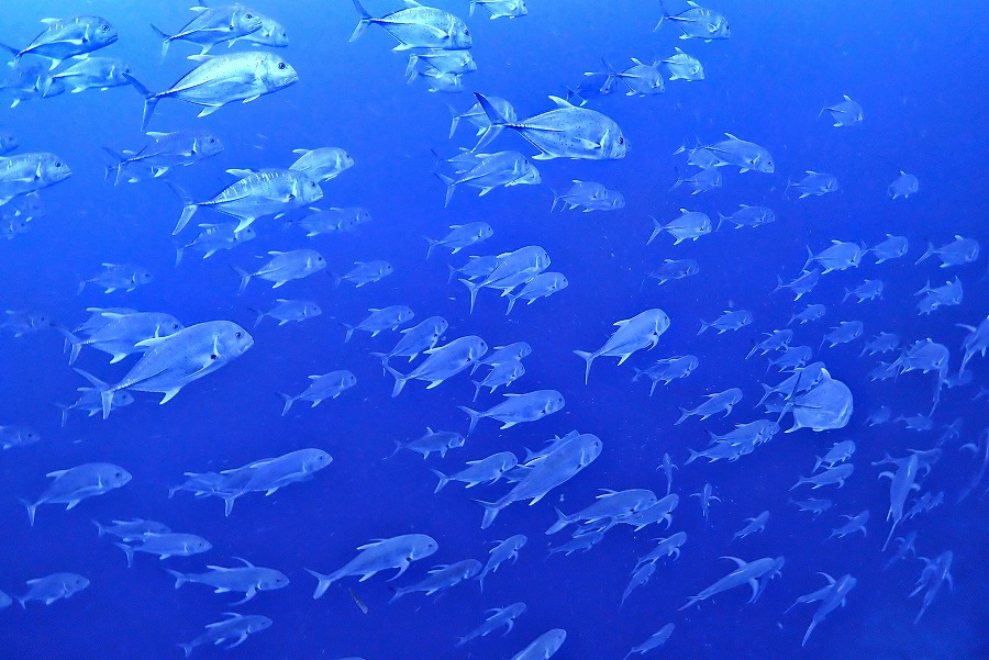 【年末年始は南国の海へ】笑顔と記念があふれた5泊6日マクタン島ツアー（part2）